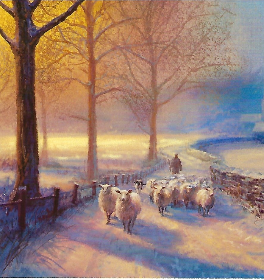 Sheep Walk - Christmas Card