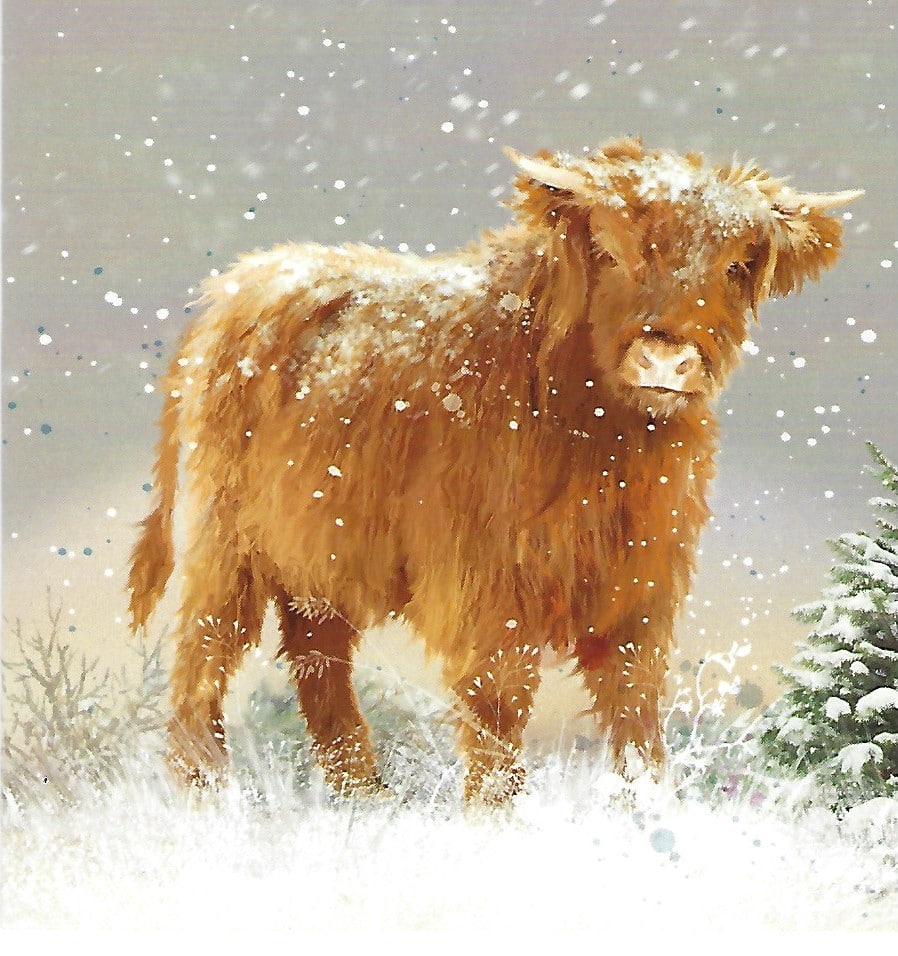 Highland Cow - Christmas Card